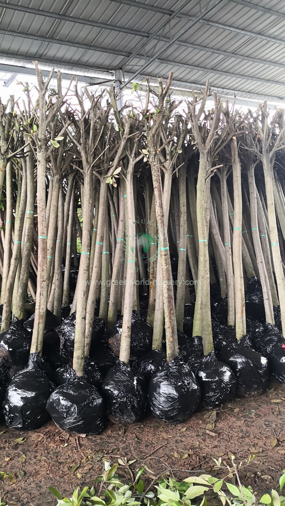 Photinia Serratifolia