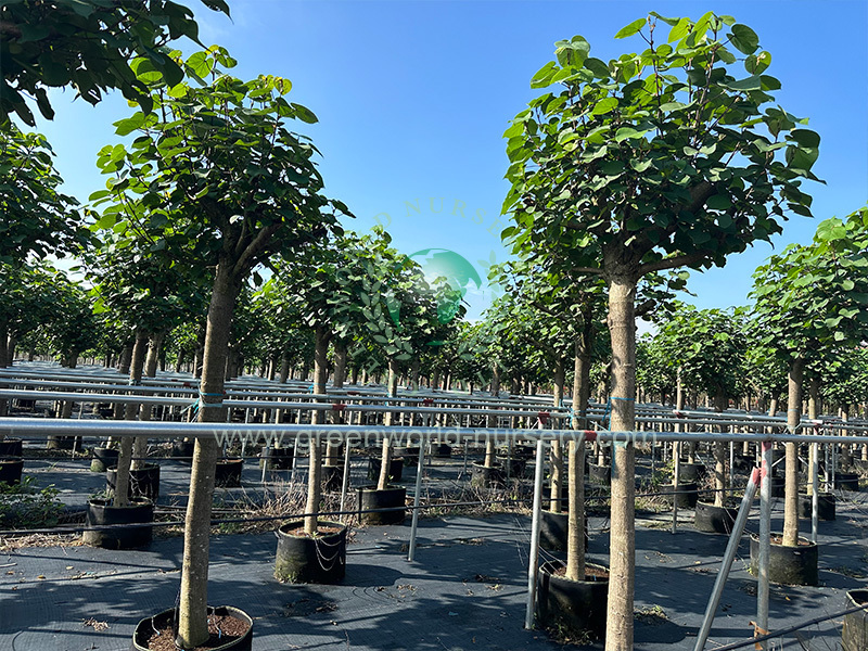 Seaside & Semi-Mangrove Trees