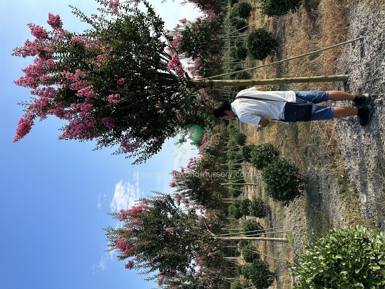 Lagerstroemia Indica Lagerstroemia Indica