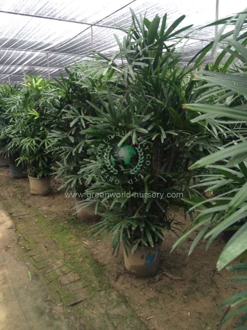 Rhapis Excelsa