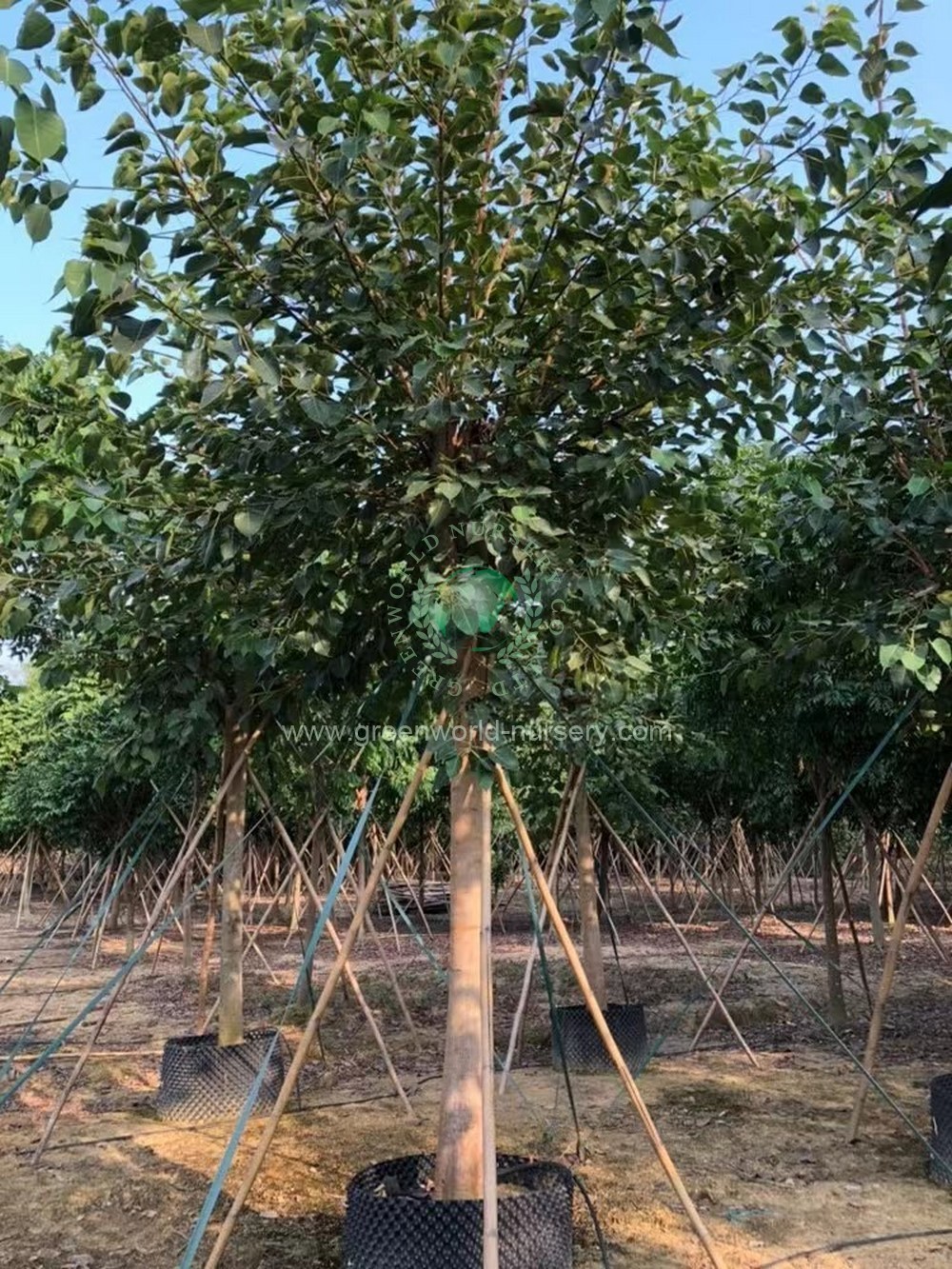 Ficus Religiosa Ficus Religiosa