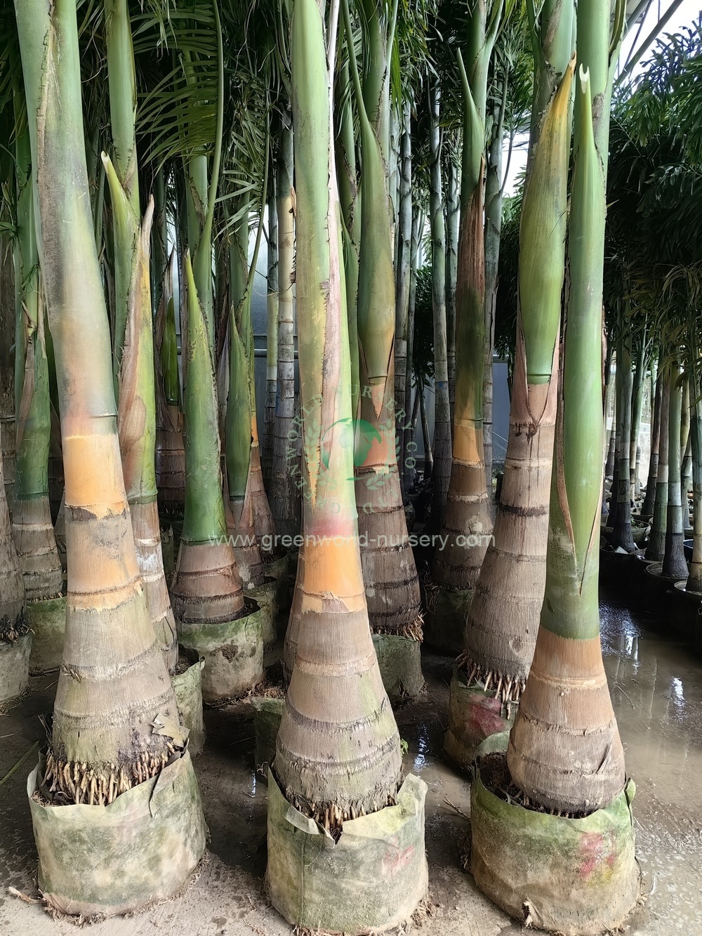 Roystonia Regia