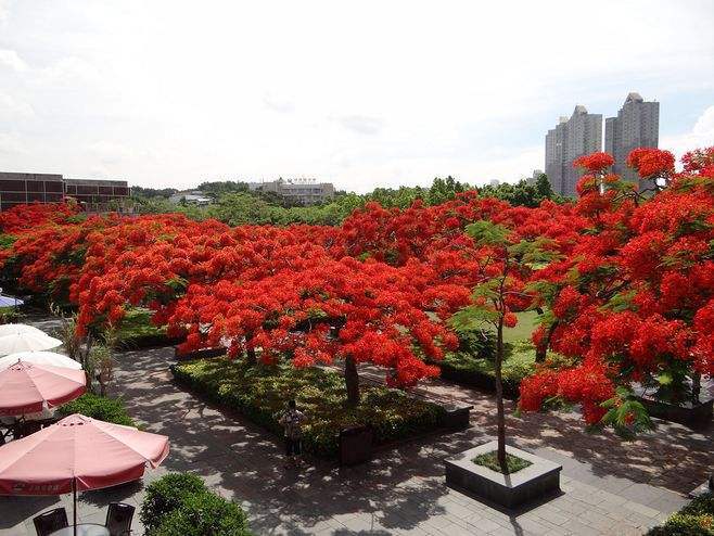 Take you a brief understanding of Delonix regia products