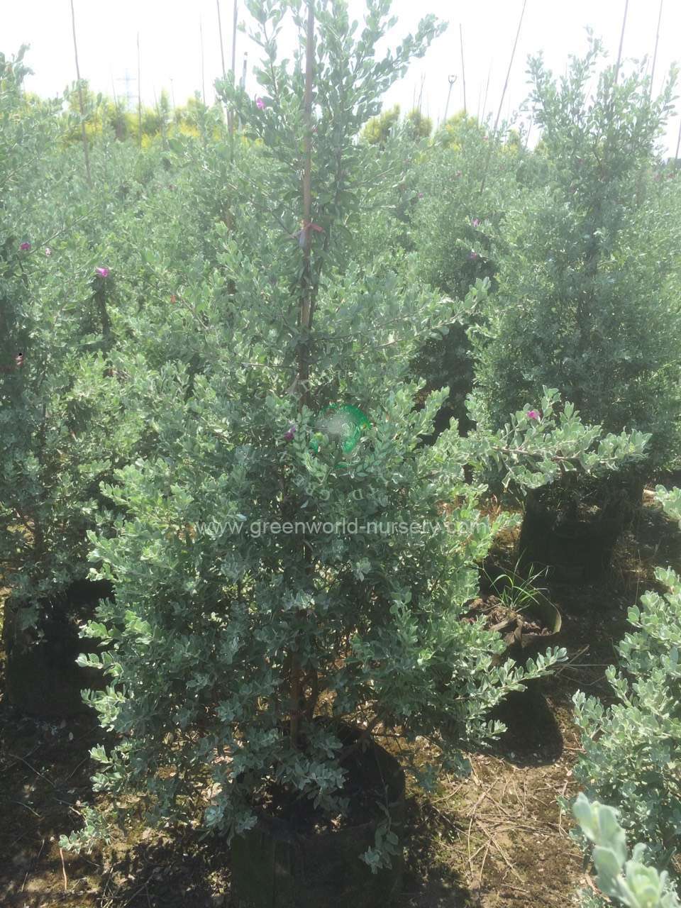 Leucophylum Frutescens Leucophylum Frutescens