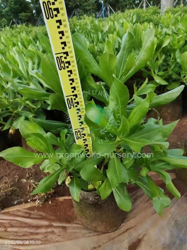 Scaevola Sericea Scaevola Sericea