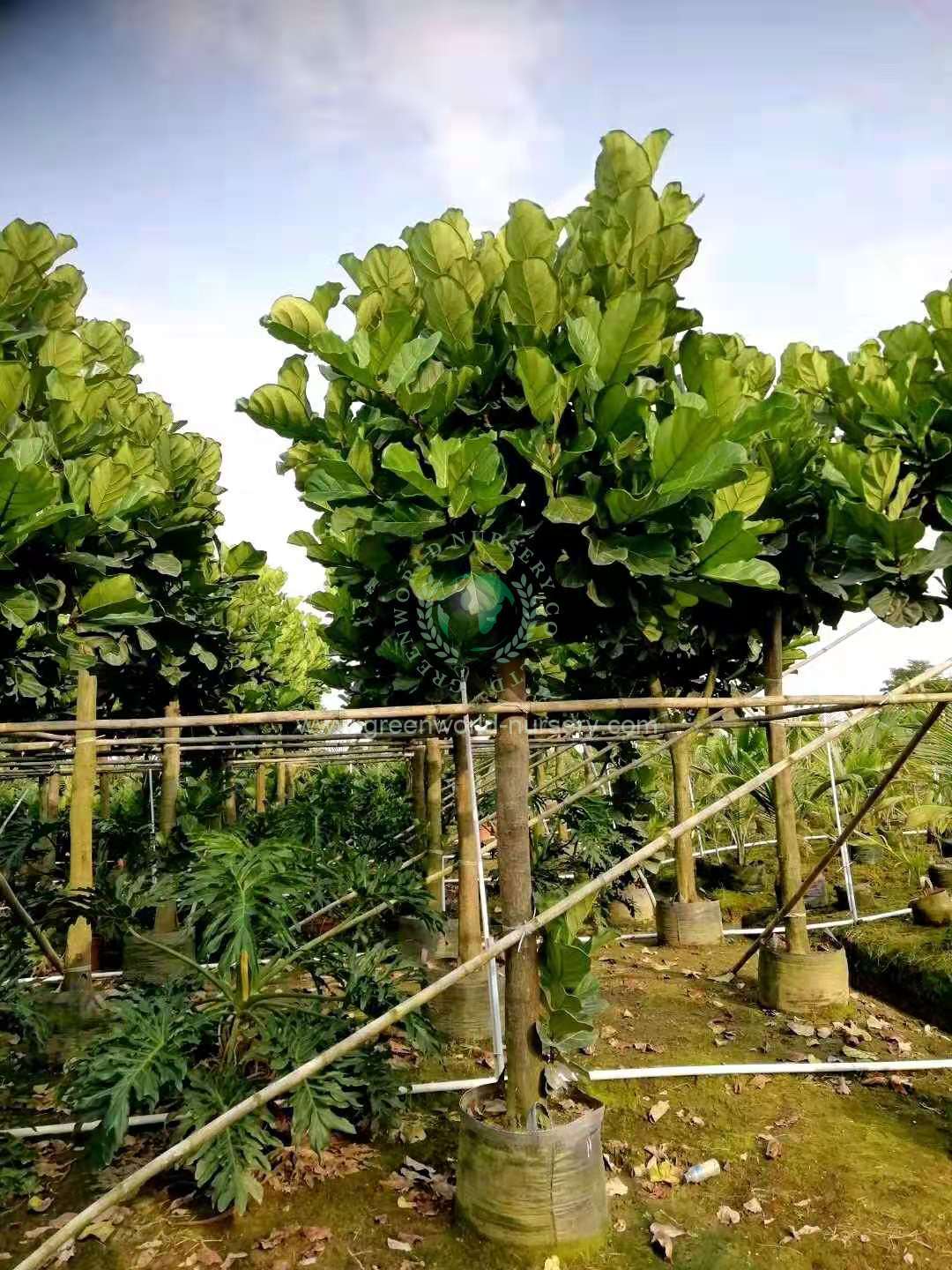 Ficus Lyrata
