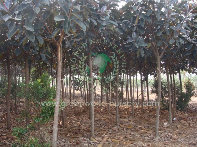 Ficus Elastica