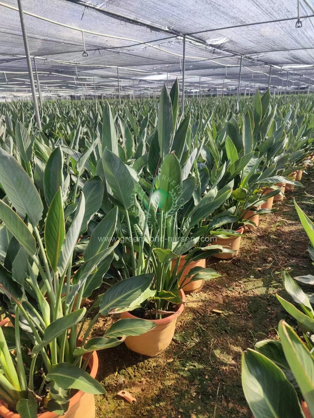 Strelitzia
