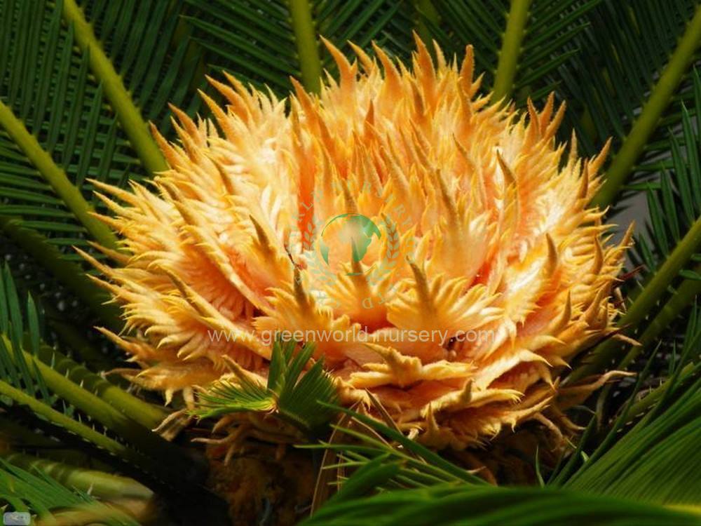 Cycas Revoluta Cycas Revoluta