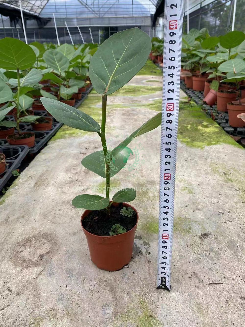 Coccolaba Uvifera Coccolaba Uvifera