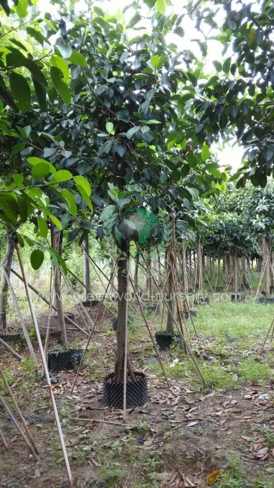 Ficus Benghalensis
