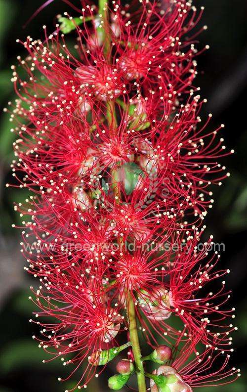 Barringtonia Asiatica Barringtonia Asiatica