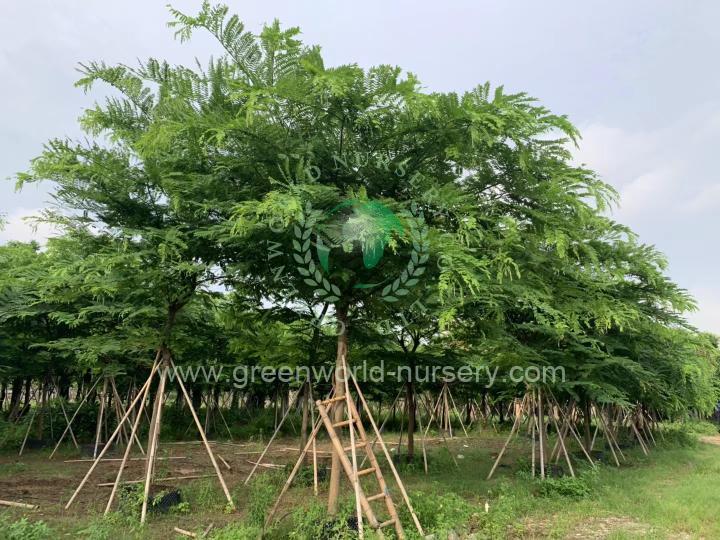 Cassia Javanica Cassia Javanica