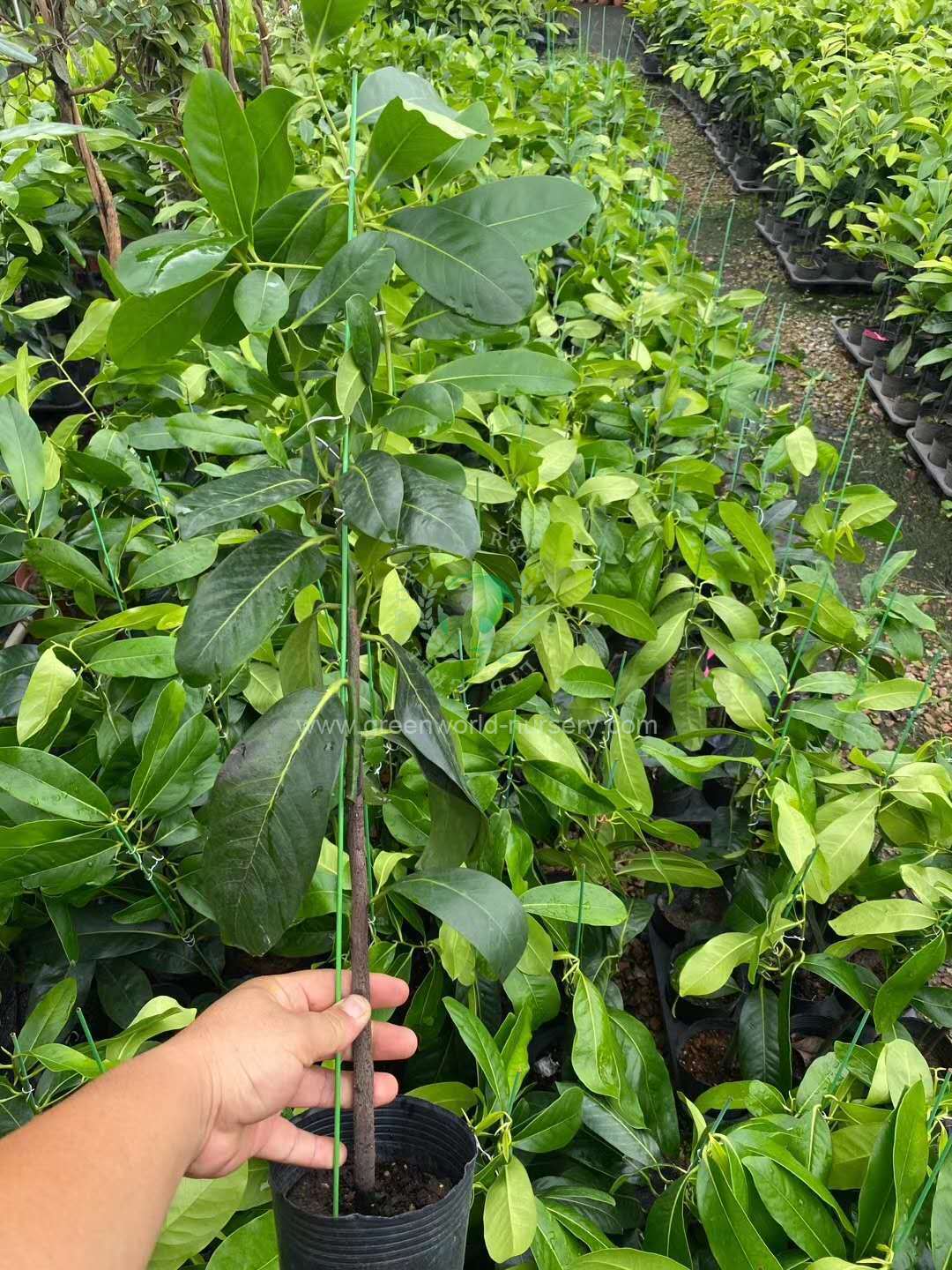 Diospyros Digyna Diospyros Digyna