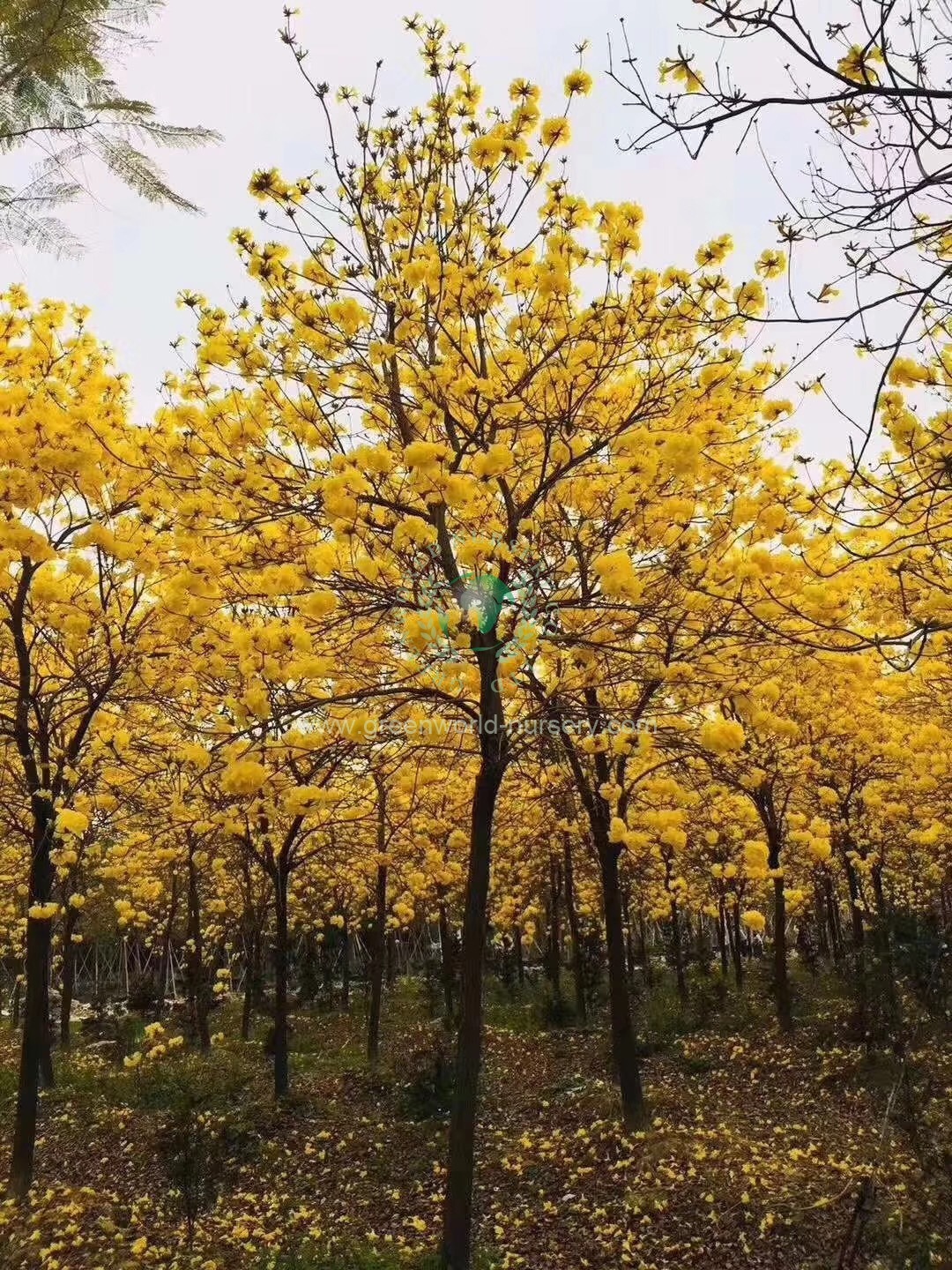 Tabebuia Chrysanthus Tabebuia Chrysanthus