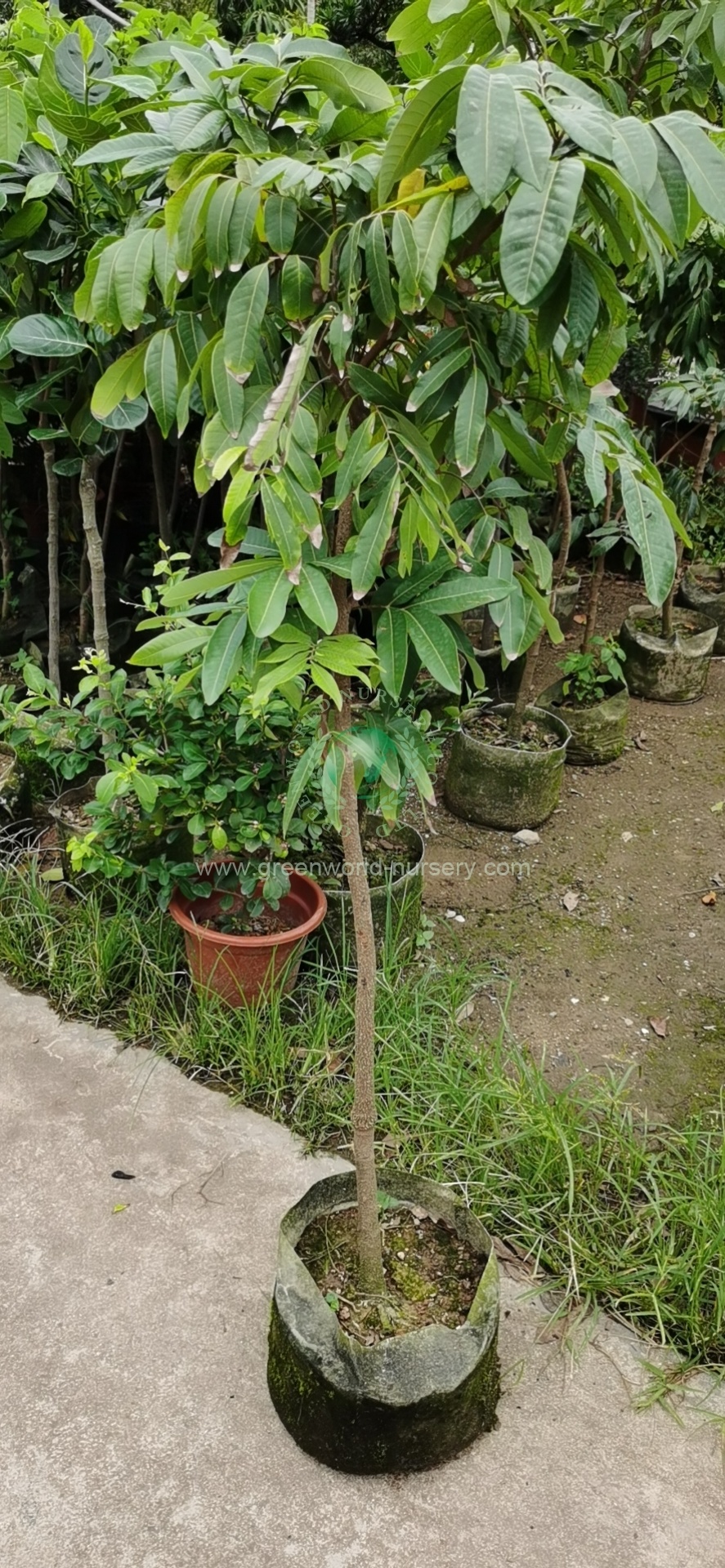 Litchi Chinensis Litchi Chinensis