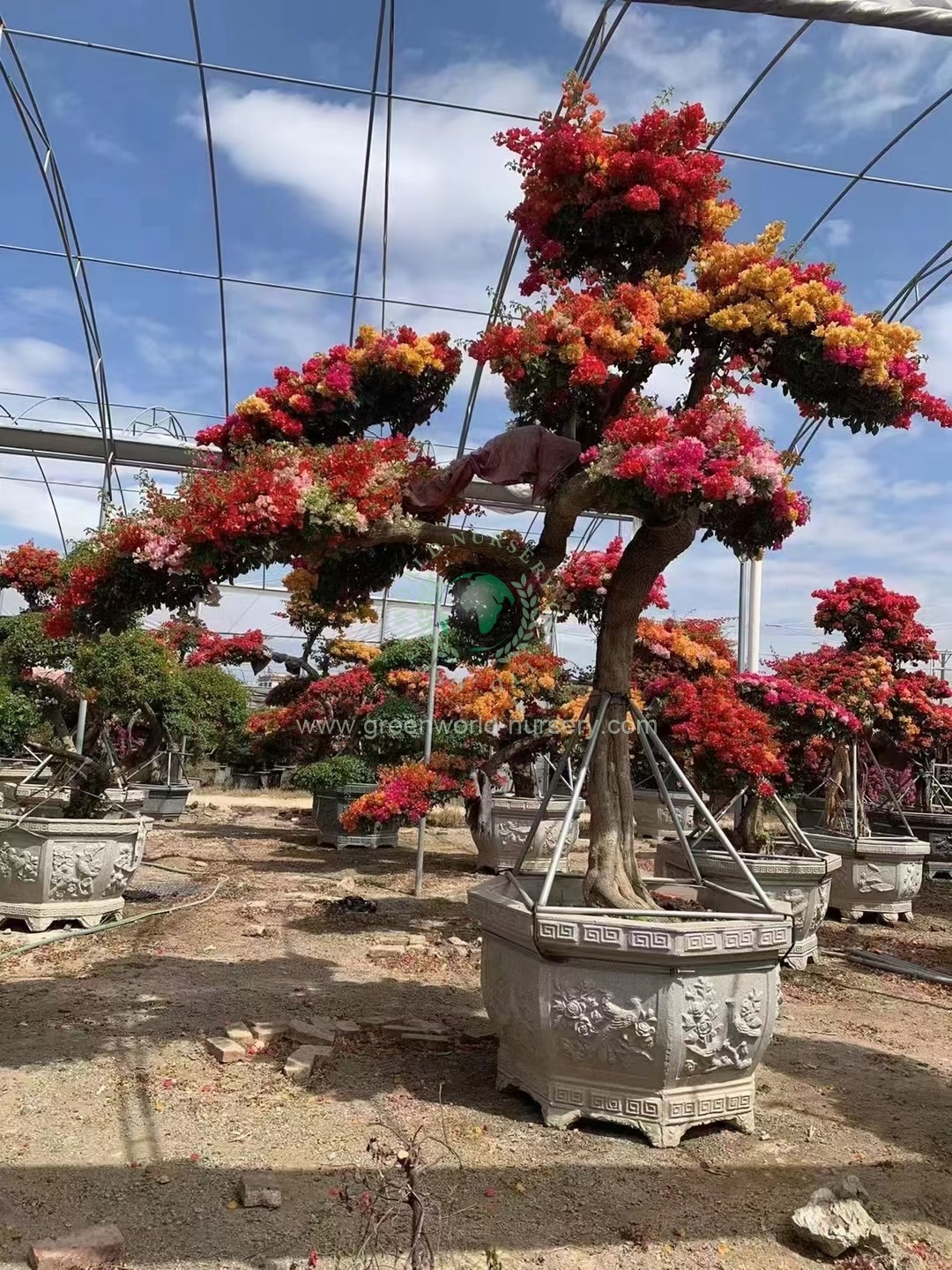 Bougainvillea Spectabilis Bougainvillea Spectabilis