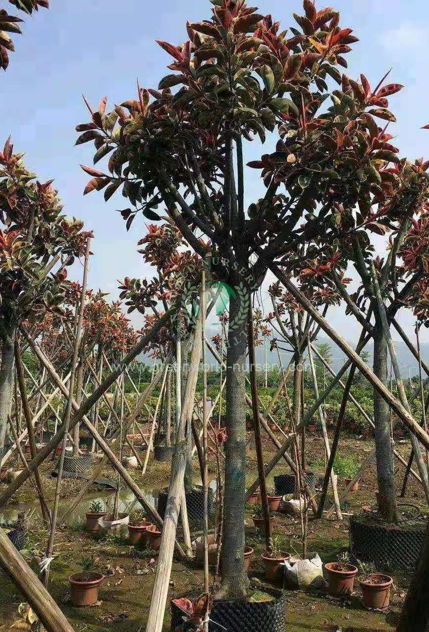 Ficus Elastica Variegata Ficus Elastica Variegata