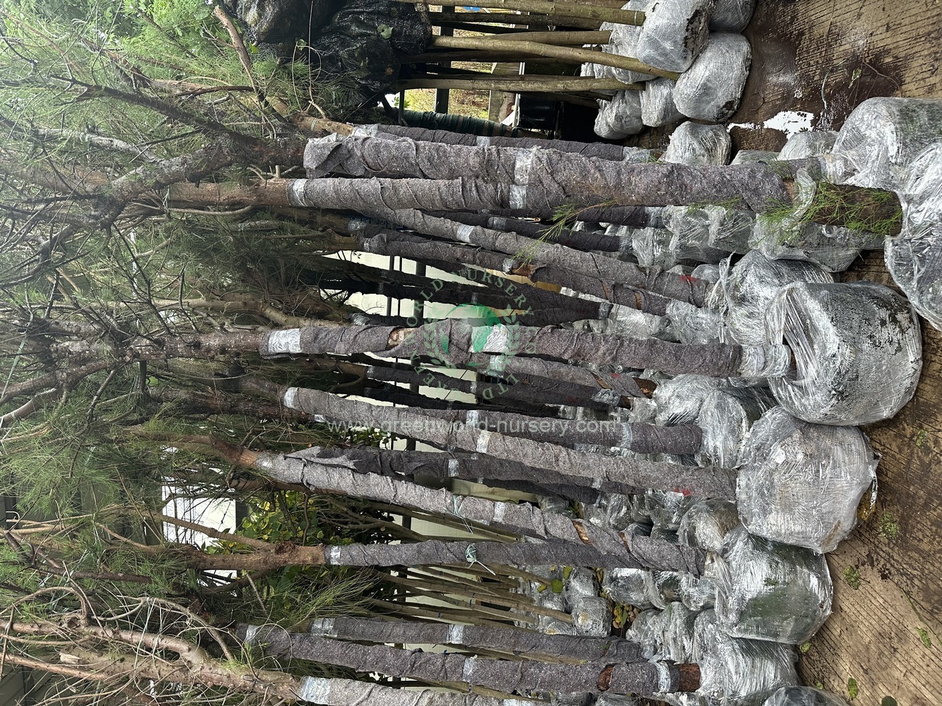 Casuarina Equisetifolia Casuarina Equisetifolia