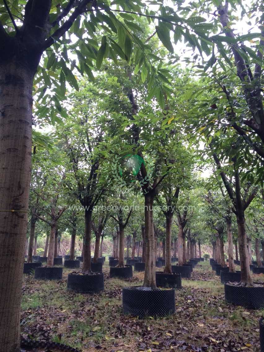 Ficus Infectoria