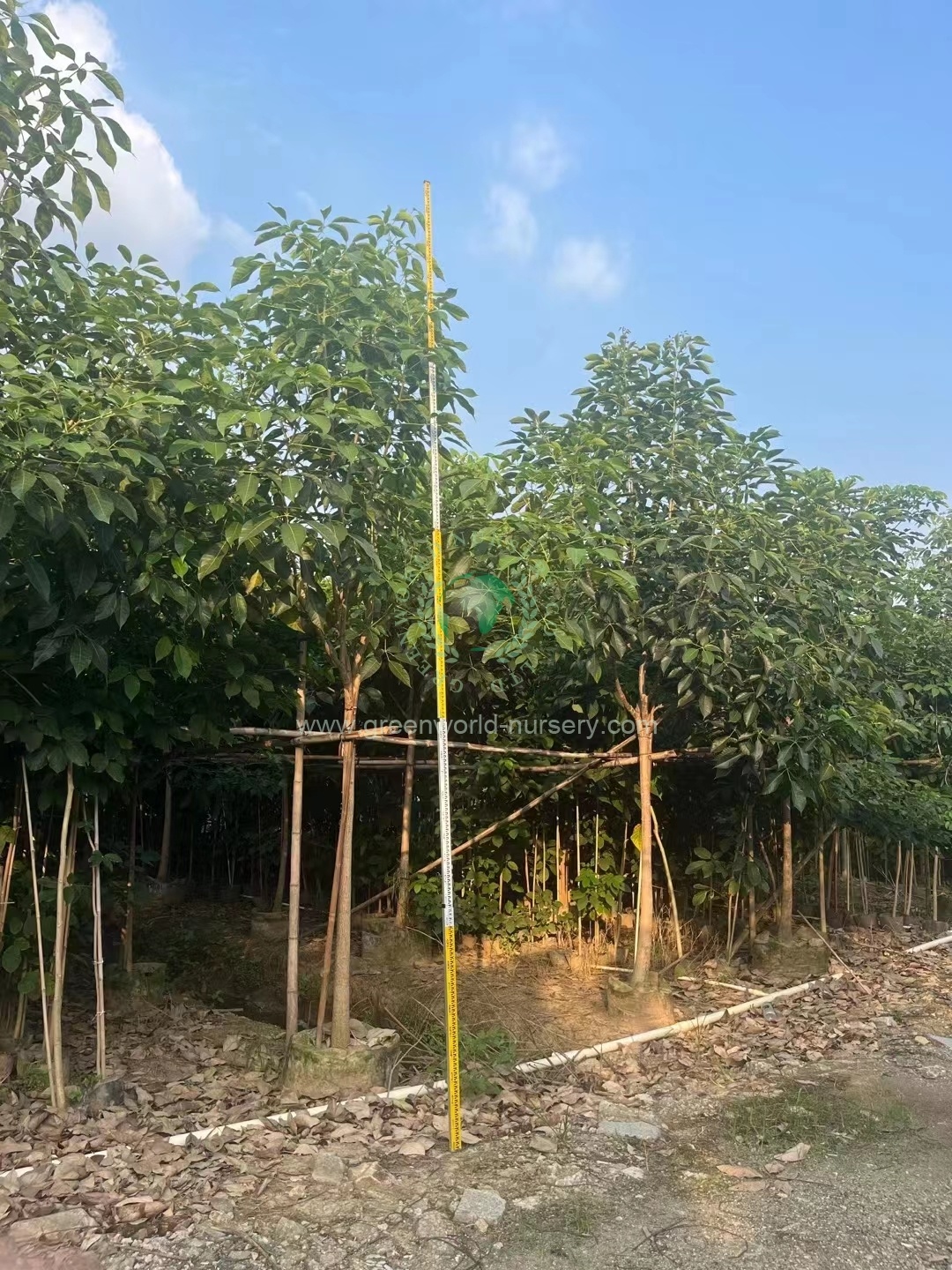 Tabebuia Rosea Tabebuia Rosea