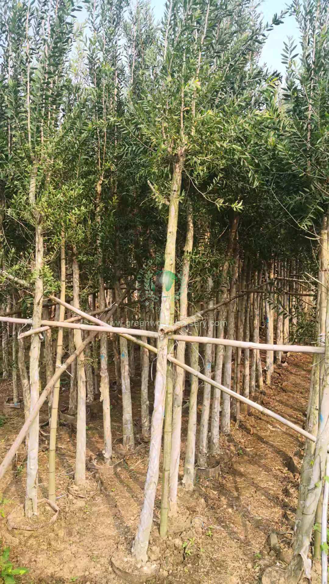 白千层
