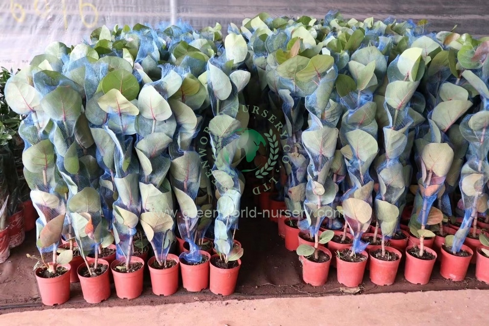 Coccolaba Uvifera Coccolaba Uvifera