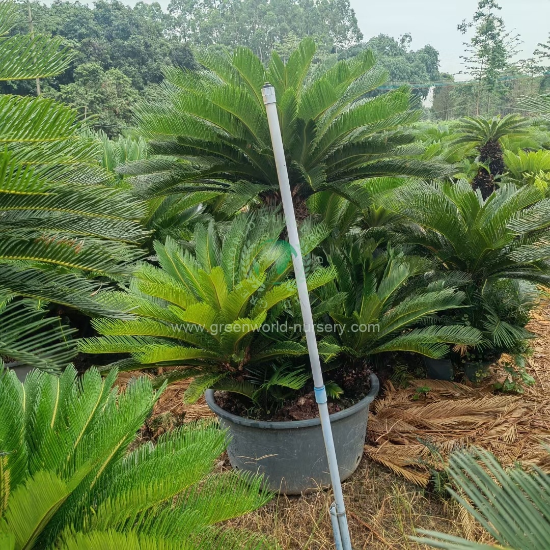 Cycas Revoluta Multi Heads Cycas Revoluta Multi Heads