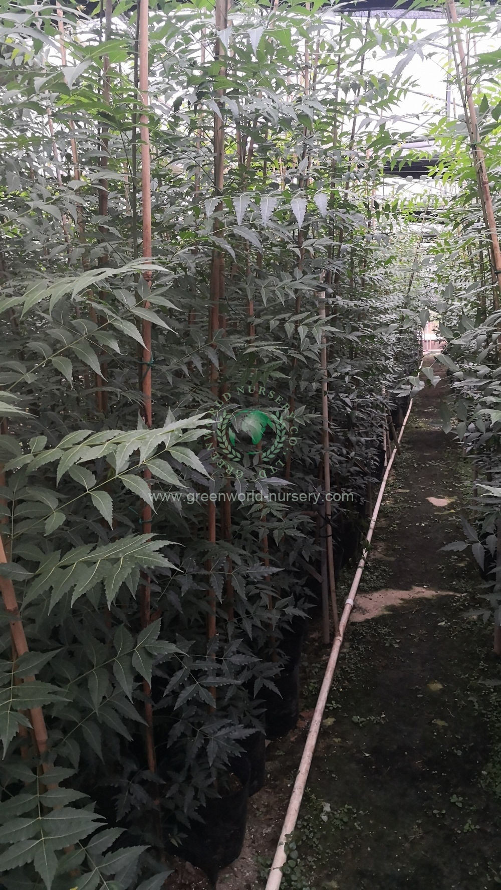 Azadirachta Indica