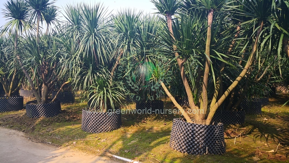 Dracaena Draco Dracaena Draco