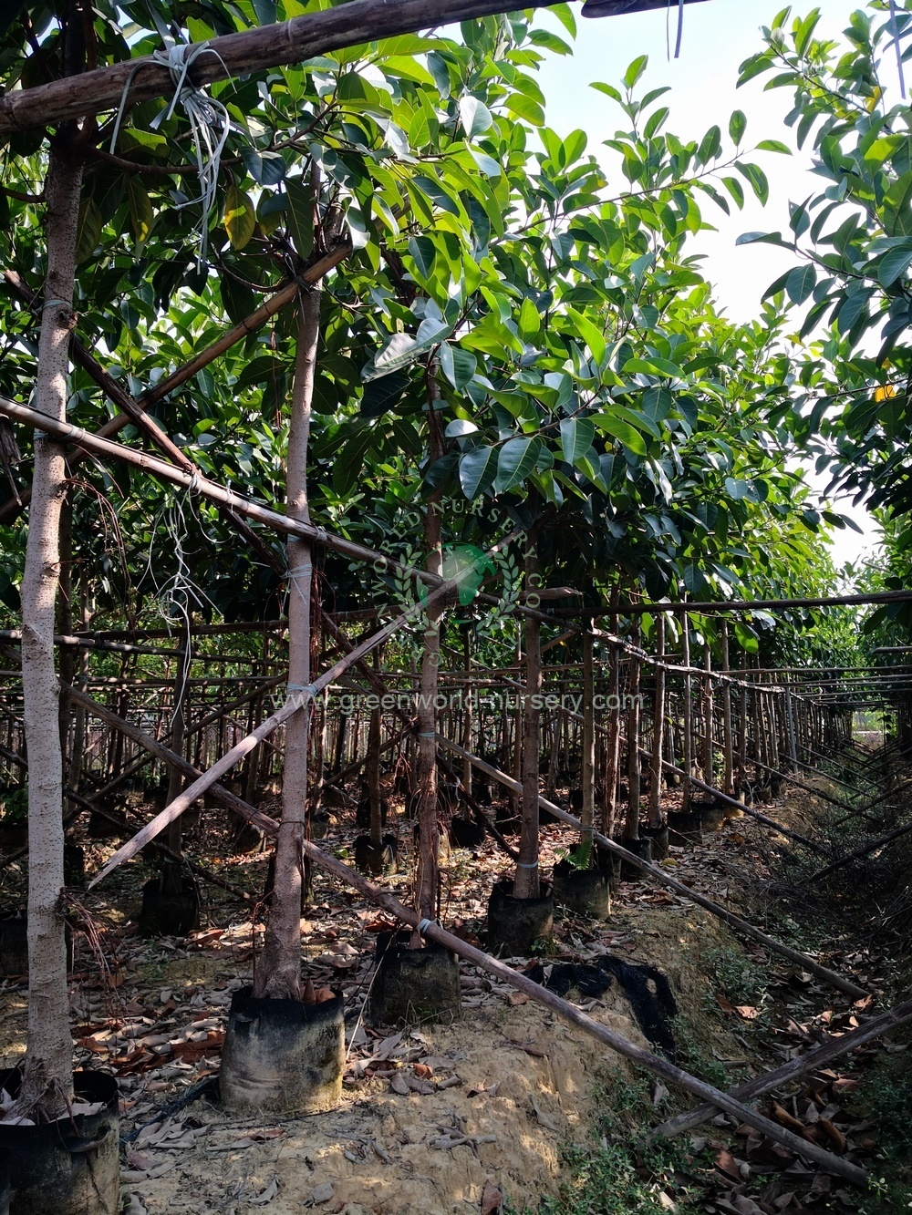 Ficus Altissima Ficus Altissima