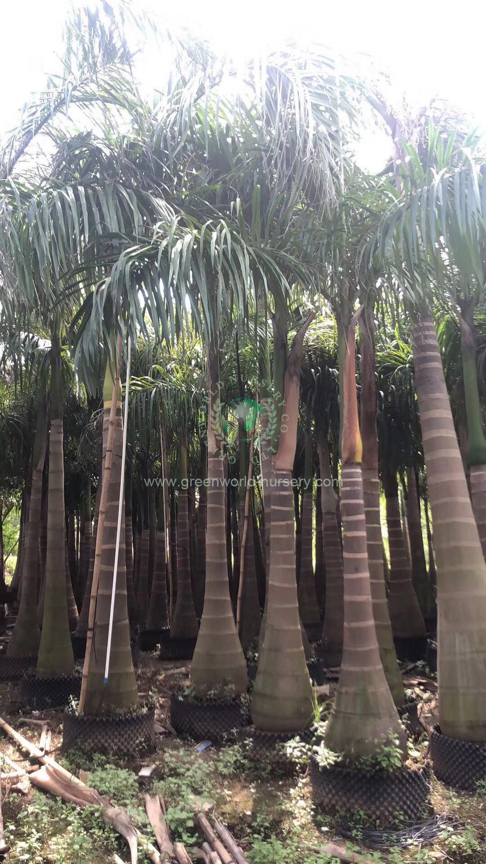 Roystonia Regia