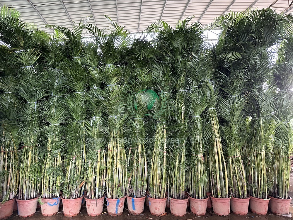 Chrysalidocarpus Lutescens Chrysalidocarpus Lutescens