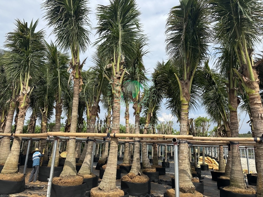 Cocos Nucifera Cocos Nucifera