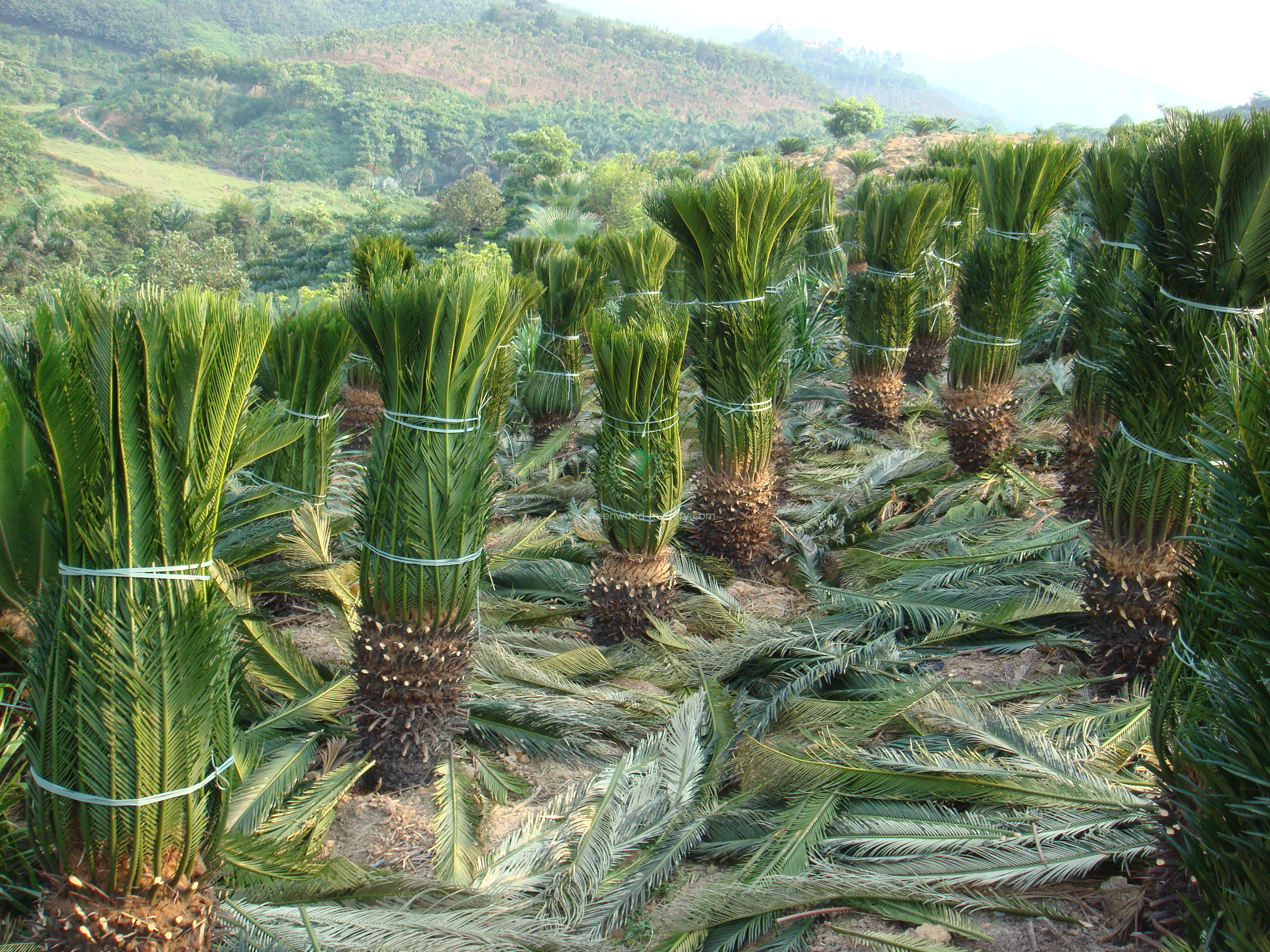 Cycas Revoluta