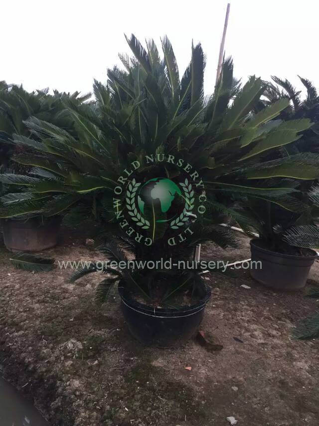 Cycas Revoluta Multi Heads Cycas Revoluta Multi Heads