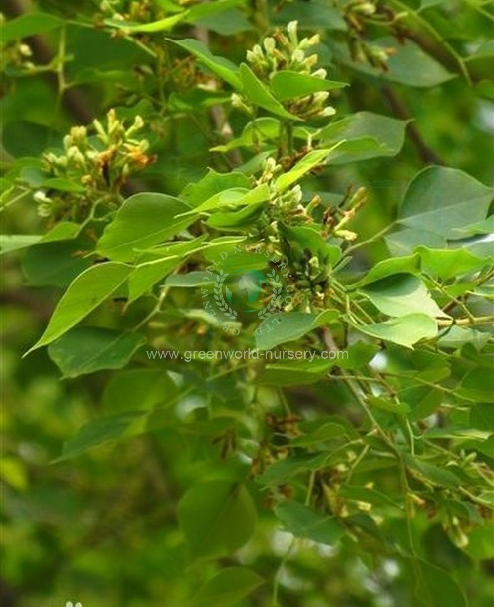 Dalbergia Sissoo Dalbergia Sissoo