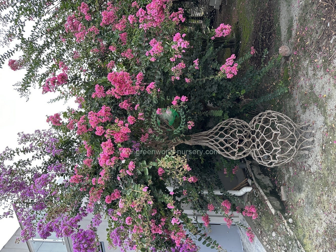 Lagerstroemia Indica Gourd Lagerstroemia Indica Gourd