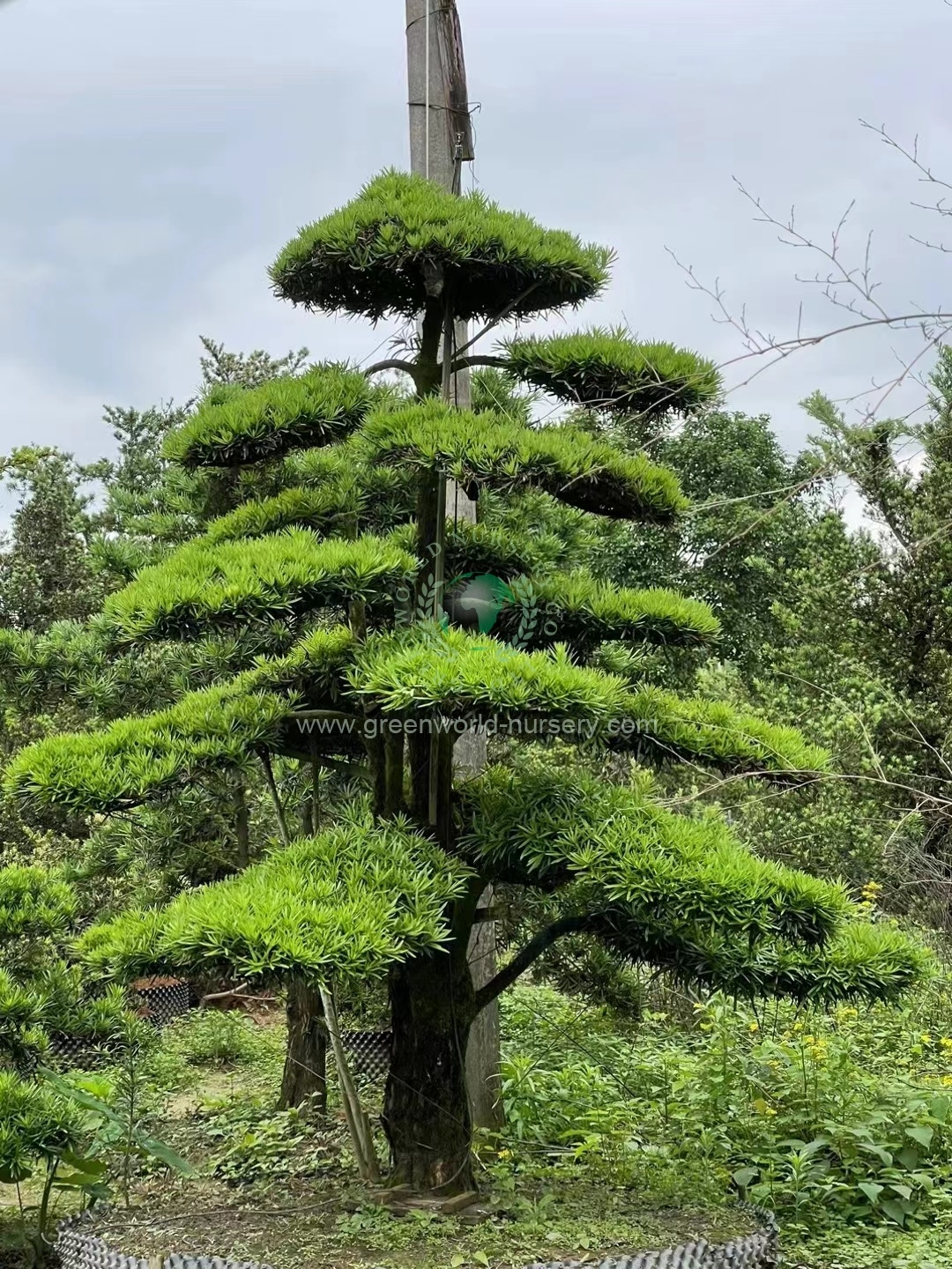 Podocarpus Macrophyllus Podocarpus Macrophyllus