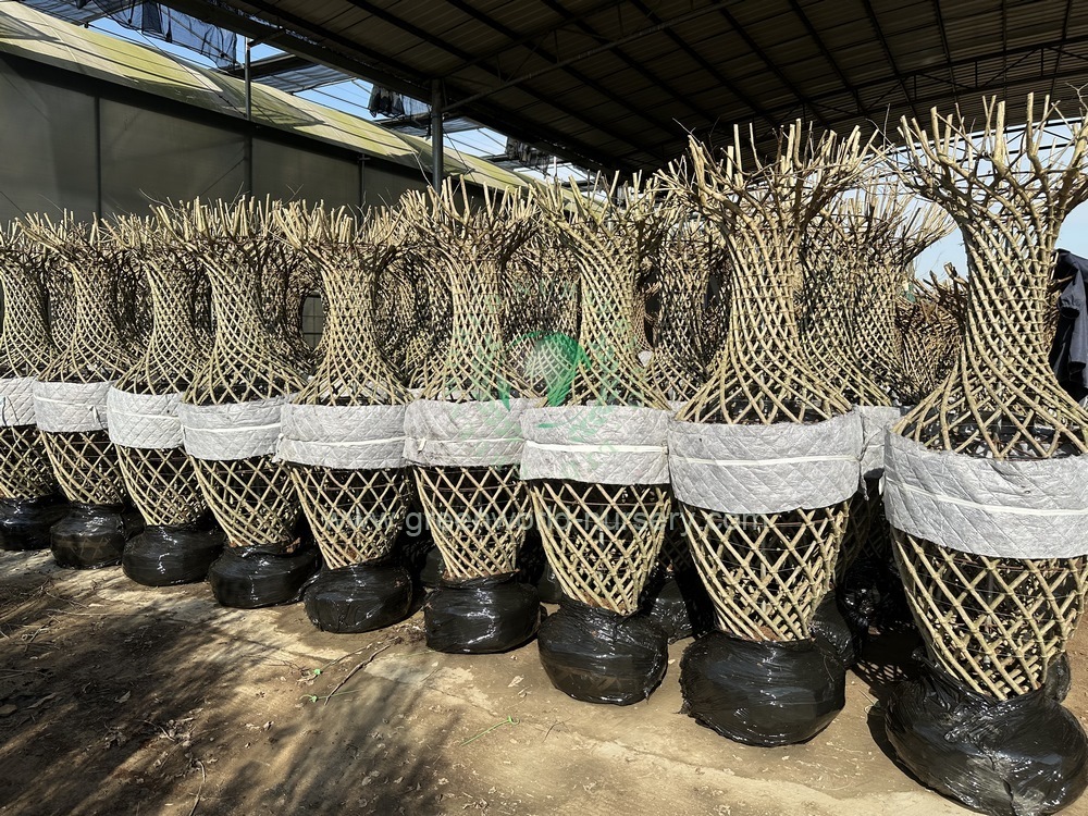 Lagerstroemia Indica Vas Packing