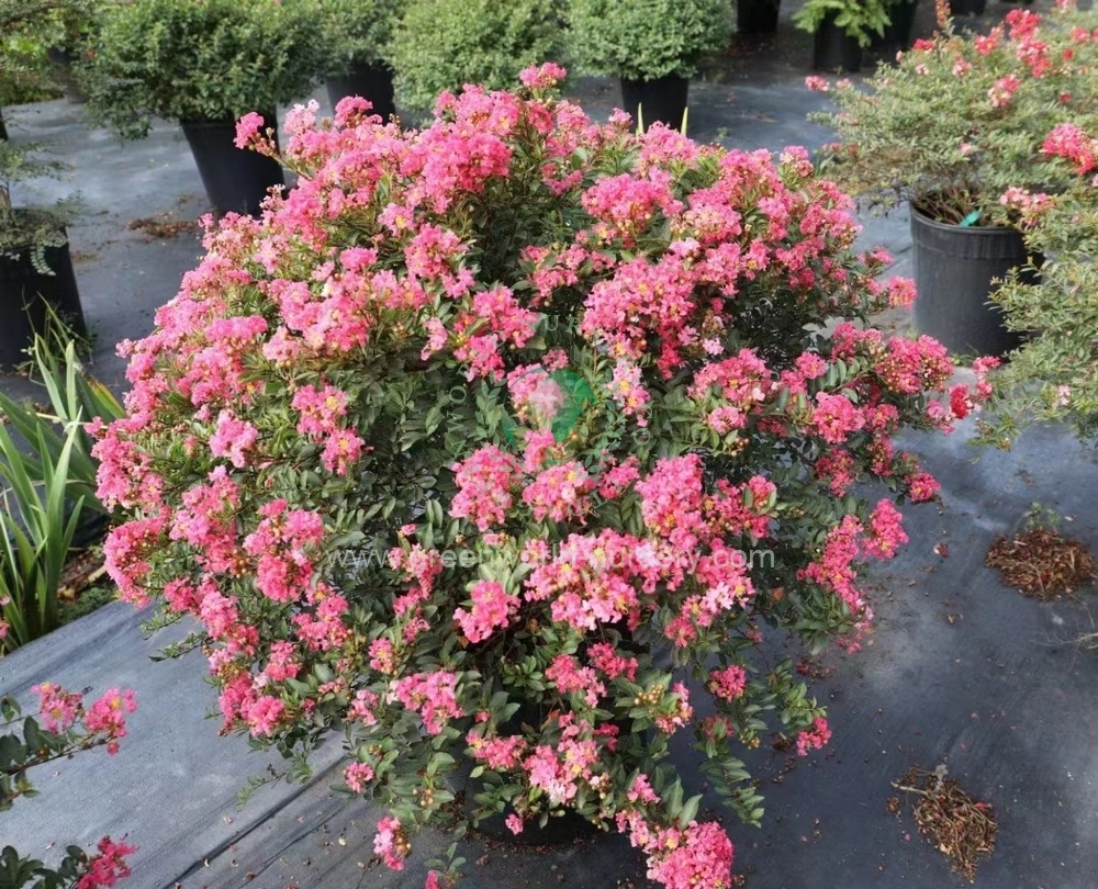 Lagerstroemia Indica Lagerstroemia Indica
