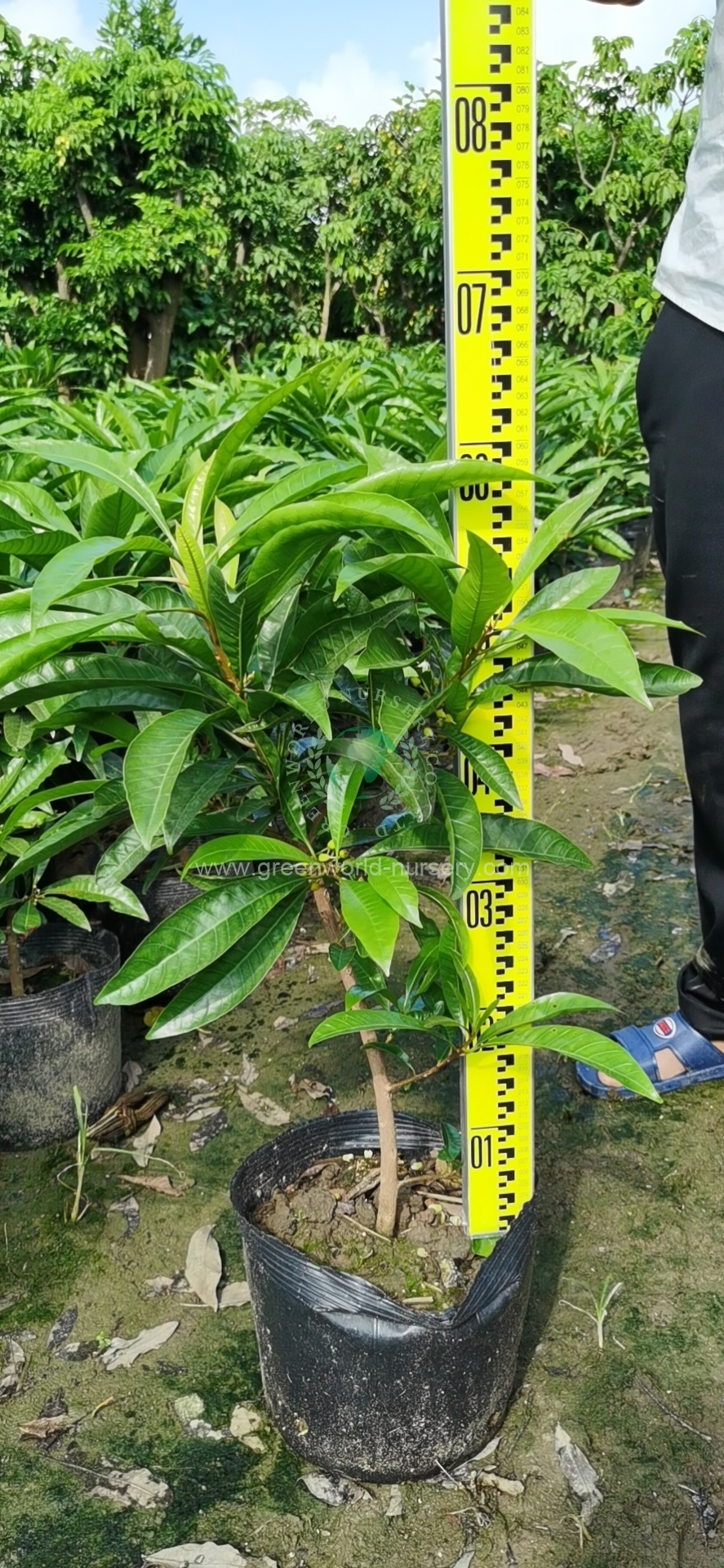 Lucuma Nervosa