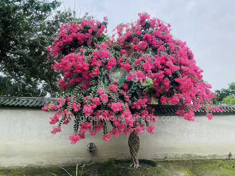 Lagerstroemia Indica