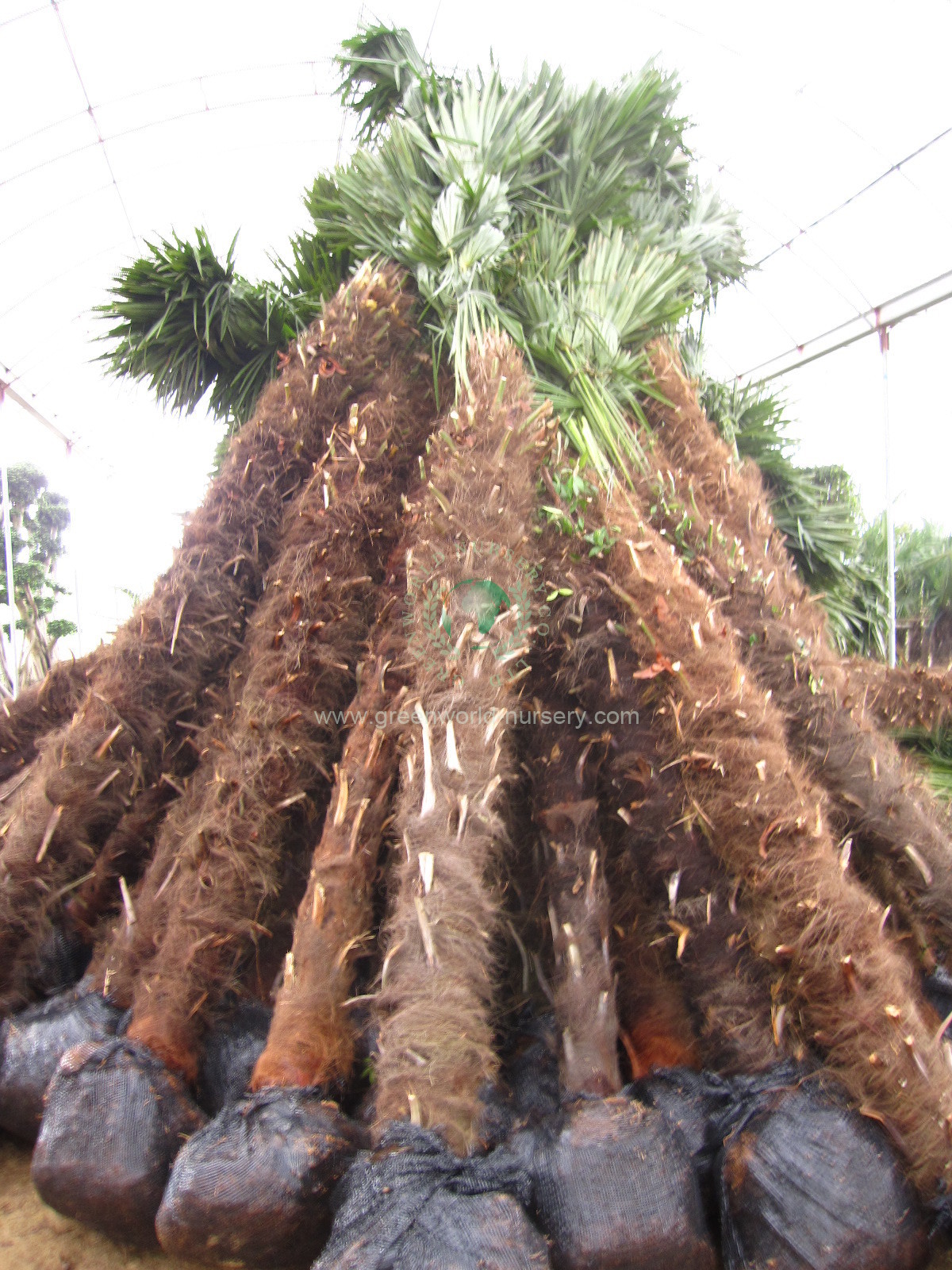 Trachycarpus Fortunei Trachycarpus Fortunei