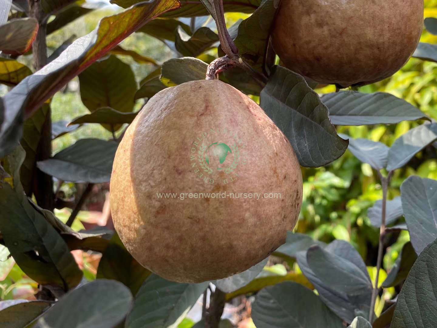 Psidium Guajava Psidium Guajava