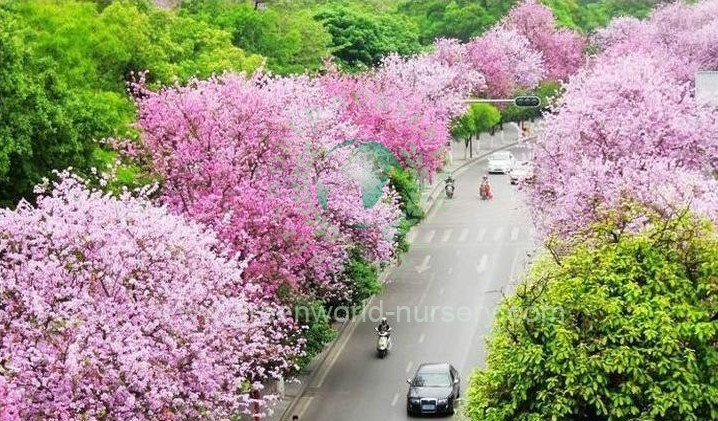 Bauhinia Purpurea Bauhinia Purpurea