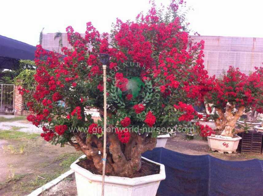 Lagerstroemia Indica Lagerstroemia Indica