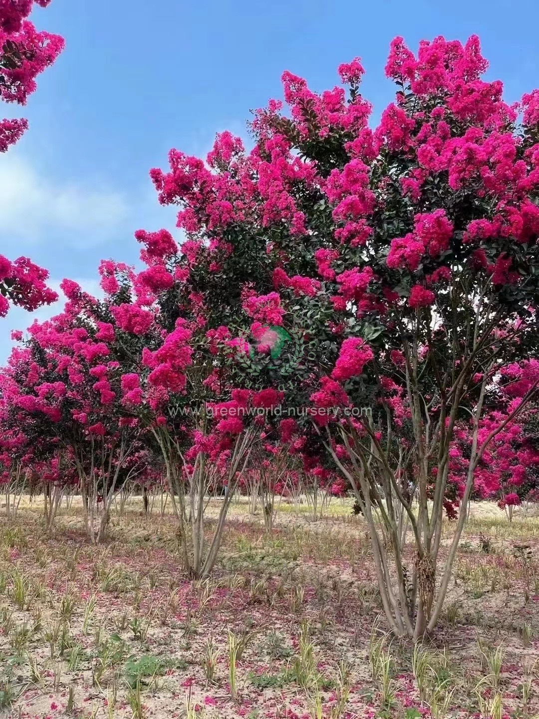 Lagerstroemia Indica