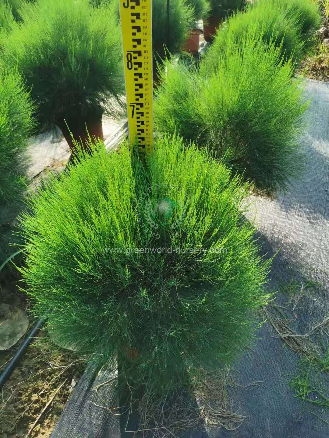 Casuarina Equisetifolia