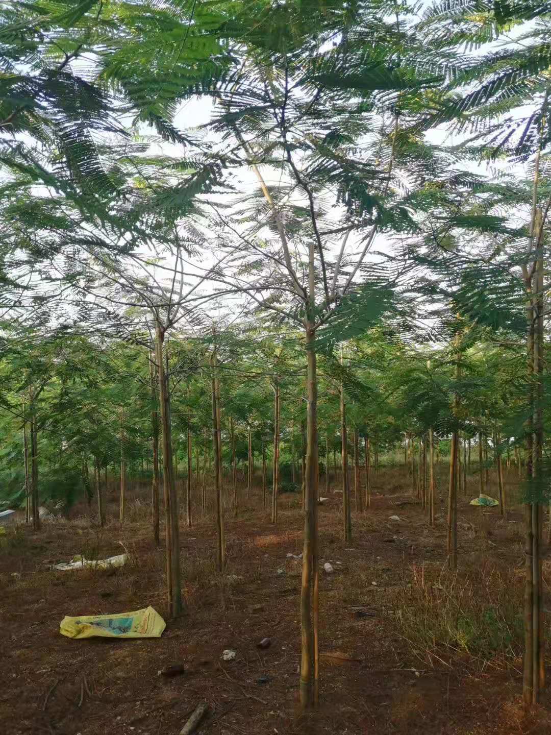 What are the morphological characteristics of Delonix regia products
